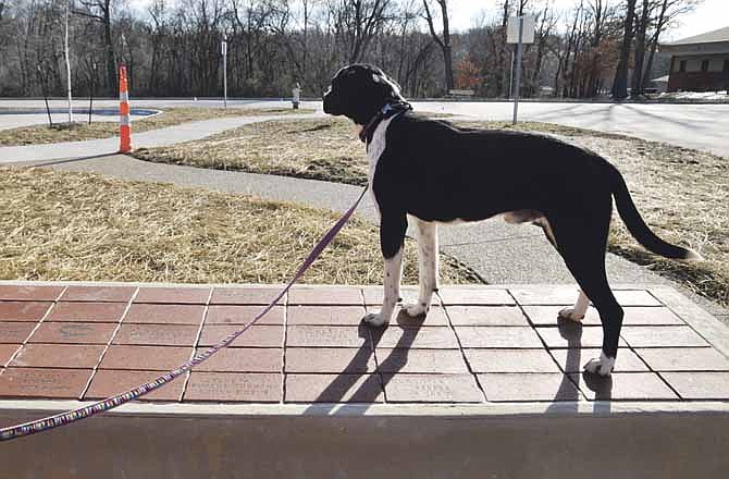 Bart, a mixed breed dog formerly housed at the Jefferson City Animal Shelter, explores the memorial wall at the memorial plaza located next to the animal shelter. In 2011 and 2012, 56 percent of cats that entered the shelter were killed. For dogs, the rate was nearly 20 percent in 2011 and 18 percent in 2012. (File photo)