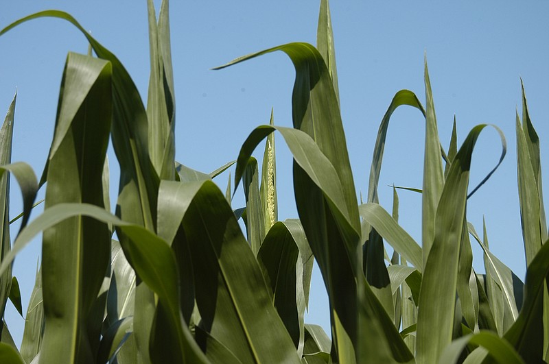 Democrat photo / David A. Wilson
Tasseling has begun as the corn in a field near Prairie Home matures. 