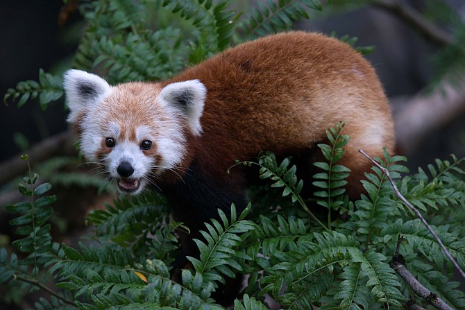 According to a zoo report on the recent red panda escape at the National Zoo, the zoo has been investigating and observing the red panda named Rusty ever since he was found in a nearby neighborhood.  