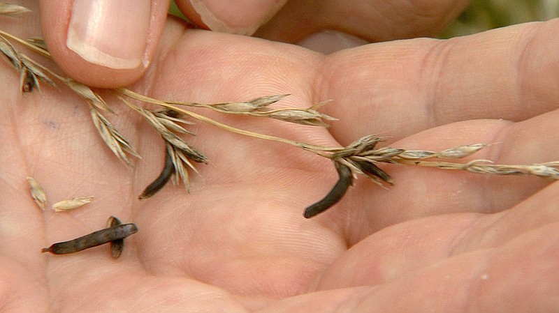 Ergot bodies on seed heads look like mouse droppings. Heather Smith, a livestock specialist with the University of Missouri's Callaway Extension Center, said although there could be ergot in pastures in Callaway, there have been no cattle deaths reported in the county.
