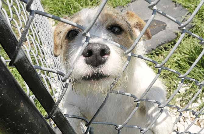 Louie, a Jack Russell terrier, sticks his nose through the fence at Callaway Hills Animal Shelter. He is one of several dogs available for adoption from the no-kill shelter. They are in need of volunteers to help do repairs and upkeep around the grounds and are seeking monetary donations as well as necessary items for the animals. 