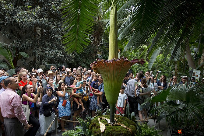 Visitors crowd around a Titan arum, also known as the "corpse flower" on Monday in expectation of getting a whiff of it's characteristic blooming smell of rotting flesh, at the U.S. Botanic Garden in Washington. The smell had peaked in the very early morning hours, yet despite the lack of stink visitors streamed in to get a look at the unusual plant. 