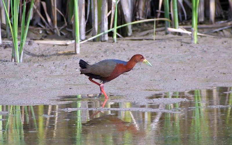 A Rufous-necked wood-rail walks along the edge of a marsh at Bosque del Apache National Wildlife Refuge near San Antonio, N.M. Experts say this is the first time the species has been spotted in the United States. The bird is typically found along the coasts and in tropical forests in Central and South America.