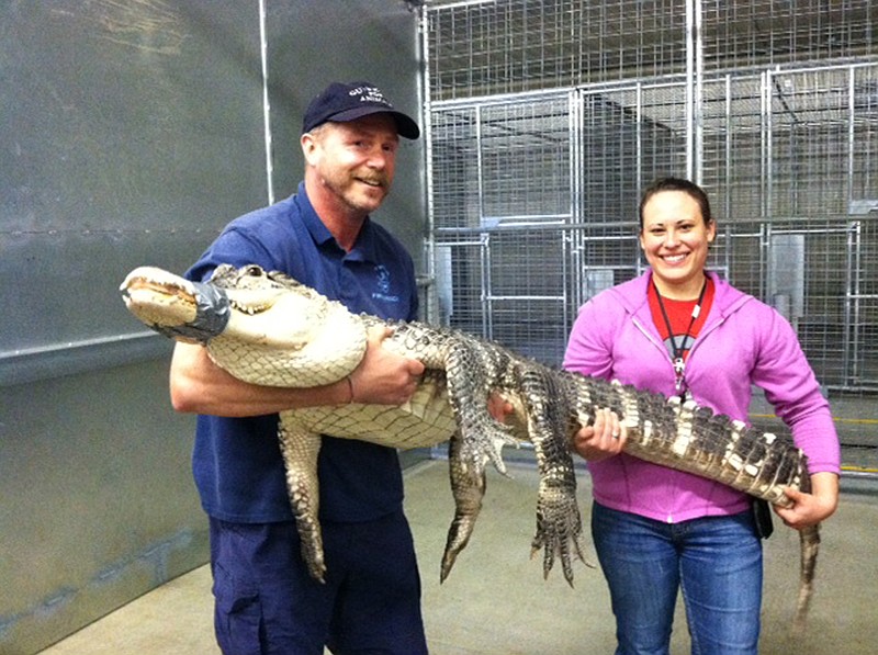 Tim Harrison, director of Dayton-based Outreach For Animals, and Amanda Heim, a state dangerous wild animal inspector, hold an almost 7-foot-long alligator June 3 that was brought to Ohio's temporary housing facility for exotic animals in Reynoldsburg, Ohio.