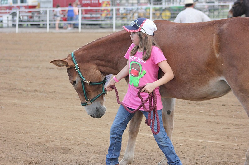 Skyler Young wrestles with her mule during the halter class Tuesday night.