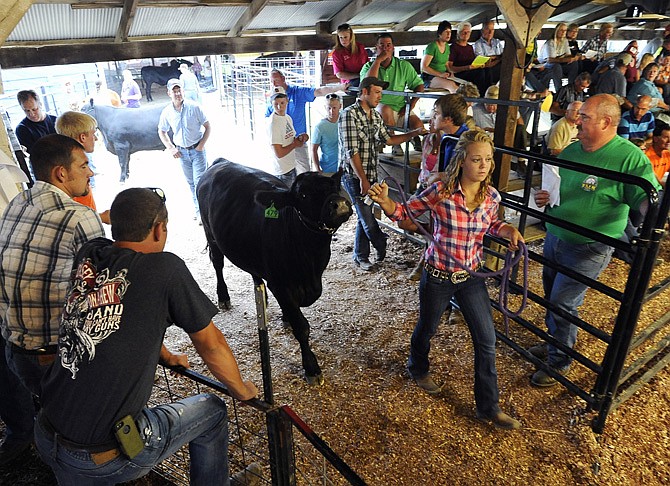 Kendra Lackman of the St. Thomas 4-H Club leads her steer into the sale ring during the market livestock auction at the Jefferson City Jaycees Fair on Wednesday afternoon.