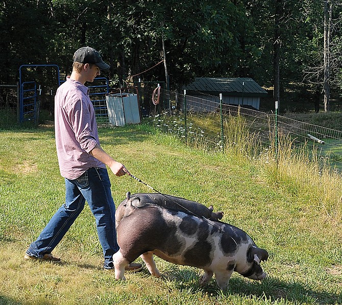 Clayton Thompson takes his show hogs out for walks several times a day. They are social and obedient. 