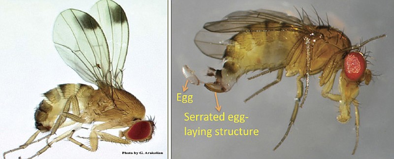 Lincoln University pest specialists have warned the Spotted Wing Drosophila (SWD) insect poses a serious threat to this year's fruit crops in Missouri. The male SWD at left above has one black dot on each wing. The female SWD at right above does not have the dot on her wings. The female SWD has a serrated egg-laying structure at the tip of the abdomen.