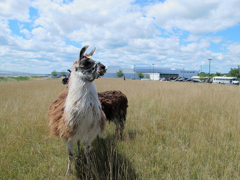 A couple of llamas roam around in a remote corner of O'Hare International Airport on Tuesday, far from its high-profile modernization mega project in Chicago, as a decidedly more low-tech project is being carried out by a herd of goats, sheep, llamas and wild burros. The mission of the roughly two dozen animals is to mow the grass. And lots of it.
