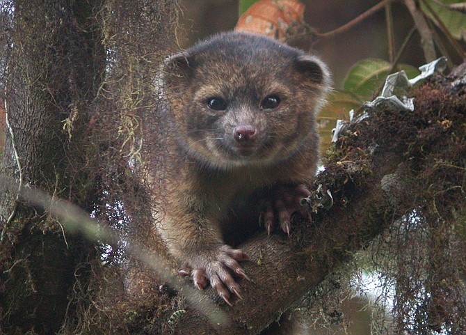 This undated photo provided by the Smithsonian Institution shows an olinguito. The Smithsonian announced Thursday that they have discovered the mammal, which they had previously mistaken for an olingo, is actually a distinct species. The olinguito belongs to the grouping of large creatures that include dogs, cats and bears.