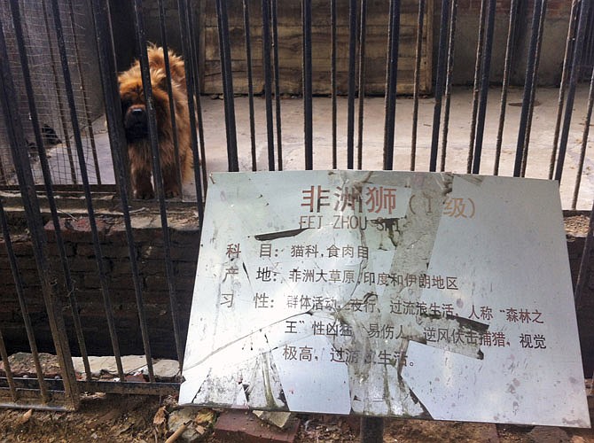 A Tibetan mastiff looks out from a cage near a sign which reads "African lion" in Luohe zoo in Luohe in central China's Henan province. Reports say the zoo attempted to pass off a Tibetan mastiff as a lion. The large breed's trademark mane gives it a lion-like appearance, but its vocalizations are far closer to a woof than a roar.