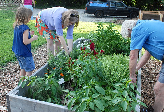 Julie Harker, above, teaches Avah Hargis, who lives nearby, about some of the fresh herbs in the garden as she and Ray Evans volunteer at the Common Ground Garden at the Common Ground Community Building on Clark and East Atchison streets in Jefferson City. Several volunteers from Grace Episcopal Church in Jefferson City help maintain the garden at the communtiy building.