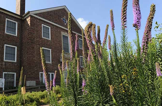 Prairie blazing stars, along with several other varieties of native Missouri wildflowers, grow in abundance in the gardens along the front of Lincoln University's Allen Hall on Chestnut Street in Jefferson City.