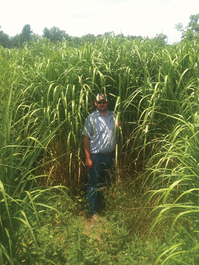 Tyler Cleeton, a 6-foot-6 MFA Oil Biomass employee, is dwarfed by John McNay's miscanthus crop in Moniteau County.