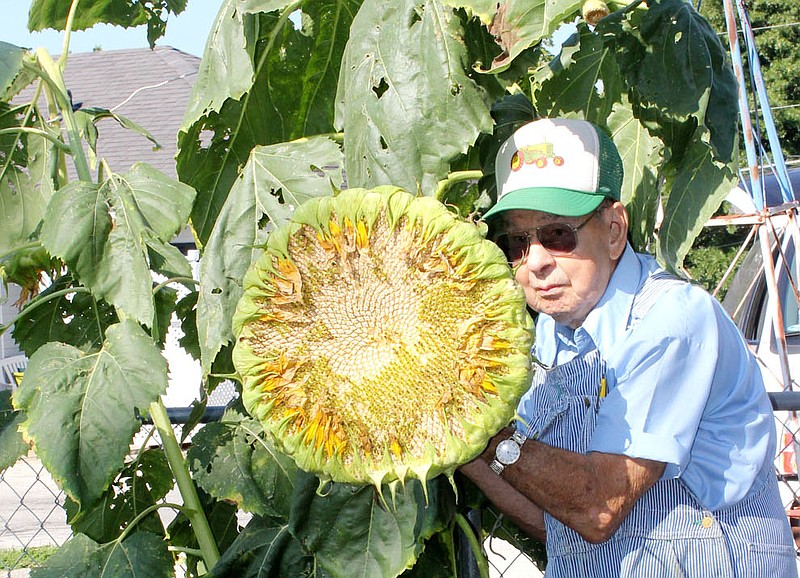 Jack Powell, 88, displays a 10-pound sunflower he grew in his backyard garden in Fulton. "I've never seen one this big and heavy. It was a good year for growing sunflowers," Powell said. 

