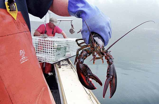 In this undated file photo, a sternman holds a lobster caught off South Bristol, Maine.