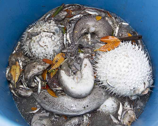 Various kinds of dead marine life collected by employees from the PENCO Pacific Environmental Corporation can been seen in this barrel on the dock fronting the La Mariana Sailing Club in Keehi Lagoon Thursday, Sept. 12, 2013, in Honolulu. A pipe maintained by Matson Navigation Co. at pier 52 cracked and leaked about 233,000 gallons of molasses into the harbor. 