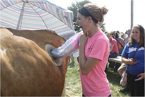 Russellville FFA member Ashley Kirkweg was among students at the Bradford Research Farm Field Day Sept. 11, where they were given the opportunity to feel the digestive movement of the gurnsey milk cow's rumen. Submitted photo
