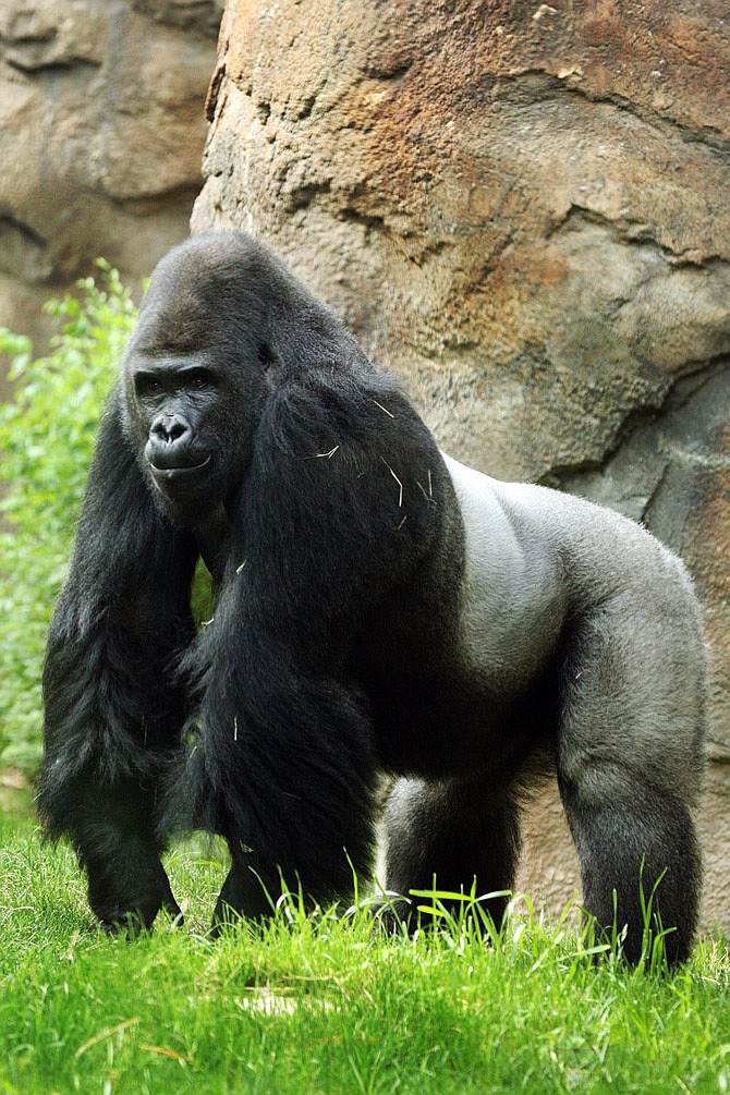 The Dallas Zoo on Monday announced they plan to transfer this anti-social gorilla to the Riverbanks Zoo and Garden in Columbia, S.C. for a more solitary existence.