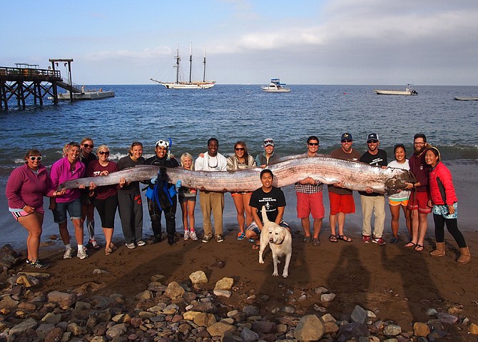 The crew of sailing school vessel Tole Mour and Catalina Island Marine Institute instructors hold an 18-foot-long oarfish that was found in the waters of Toyon Bay on Santa Catalina Island, Calif. A marine science instructor snorkeling off the Southern California coast spotted the silvery carcass of the 18-foot-long, serpent-like oarfish.