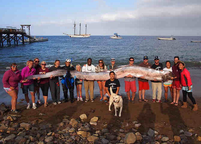 This photo released courtesy of the Catalina Island Marine Institute taken on Sunday Oct. 13, 2013 shows the crew of sailing school vessel Tole Mour and Catalina Island Marine Institute instructors holding an 18-foot-long oarfish that was found in the waters of Toyon Bay on Santa Catalina Island, Calif. A marine science instructor snorkeling off the Southern California coast spotted the silvery carcass of the 18-foot-long, serpent-like oarfish.