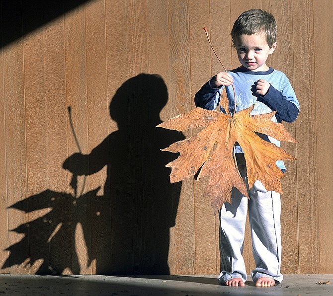 Tommy Lindsey of Mount Vernon was walking with his family Sunday when he picked up the leaf that is more than 2 feet from stem to tip and more than 21 inches wide.
