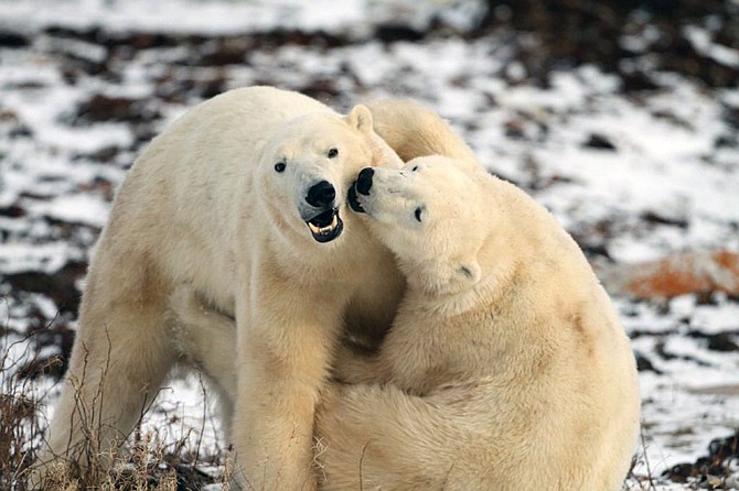 A webcam photo released from Explore.org shows polar bears interacting with each other on the Hudson Bay's southwestern shore in Manitoba. Live webcams set up in and around Canada's Wapusk National Park allow anybody with an Internet connection to witness the migration. 