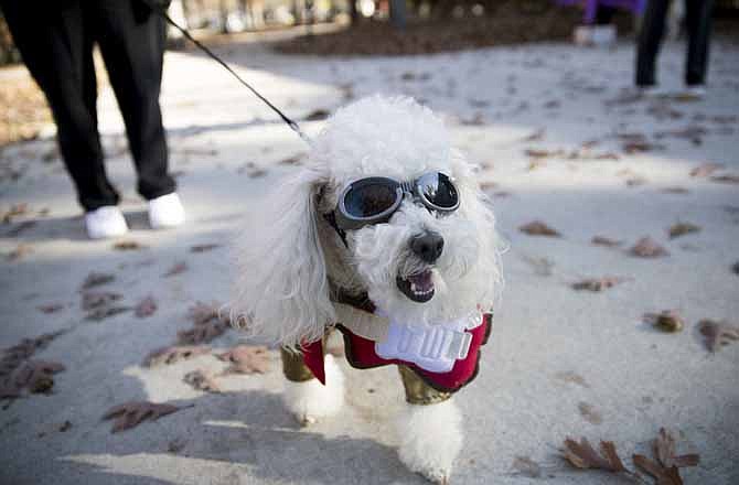
Rescue poodle Casper, dressed as Elvis, won the costume contest at the Bark for Life event at Jefferson City's Memorial Park Saturday morning.