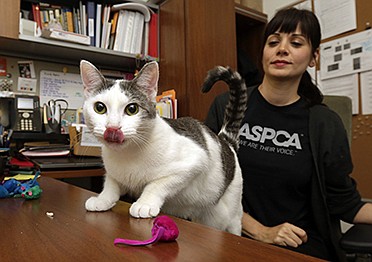 Eighteen-month-old cat, Joy, climbs on the desk of Jesse Oldham, senior administrative director of community outreach for the ASPCA, in her office in New York. Joy, the last of nearly 300 animals that wound up in an ASPCA shelter following Superstorm Sandy, has finally been adopted, by a fellow Superstorm Sandy refugee.