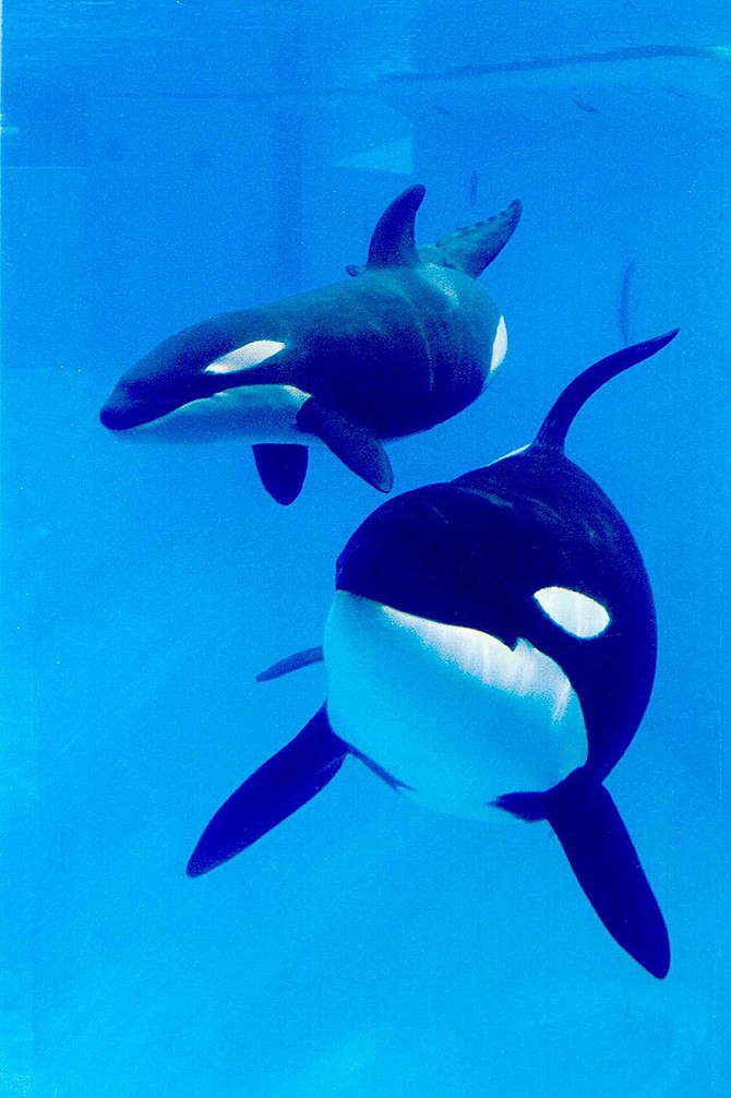 Parade organizers are the target of protests and a petition drive to drop a SeaWorld float over accusations in a new documentary that the parks treat killer whales poorly.