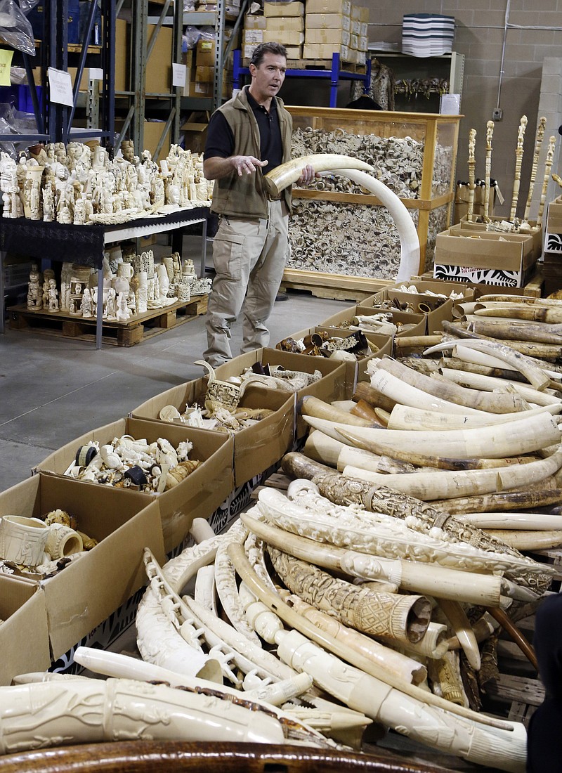 Steve Oberholtzer, a special agent for the Fish and Wildlife Service, talks about ivory poachers as he is surrounded by tons of ivory at the National Wildlife Property Repository at the Rocky Mountain Arsenal National Wildlife Refuge near Commerce City, Colo., on Wednesday. More than 6 tons of ivory tusk and carvings worth millions of dollars were crushed at the facility on Thursday. The items were seized from smugglers, traders and tourists at U.S. ports of entry after a global ban on the ivory trade went into effect in 1989.