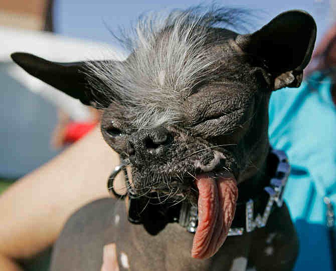  In a Friday, June 22, 2007 file photo, the Chinese Crested and Chihuahua mix dog "Elwood" won the title of World's ugliest dog of 2007 at the 2007 World's Ugliest Dog Contest, in Petaluma, Calif. Elwood died unexpectedly on Thanksgiving morning, Nov. 28, 2013, said his owner, Karen Quigley of Sewell,Calif. She said Elwood had been dealing with some heath issues in recent months but appeared to be doing well. 