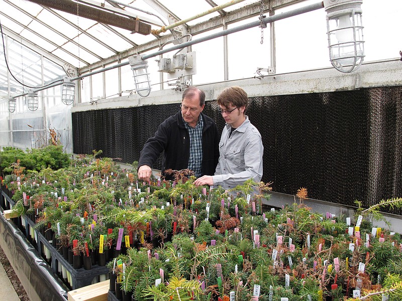 Christmas tree geneticist John Frampton and master's student Will Kohlway inspect infected fir seedlings Nov. 21 in a greenhouse at North Carolina State University in Raleigh, N.C. Researchers are looking for the gene that lends rot resistance to some fir species in hopes of helping Christmas tree farmers stem losses.