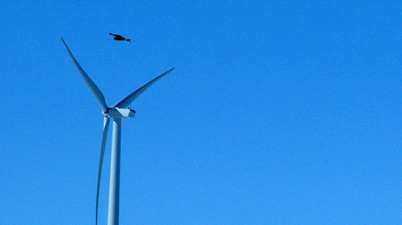 This April 18, 2013 file photo shows a golden eagle flying over a wind turbine on Duke energy's top of the world wind farm in Converse County Wyo. 