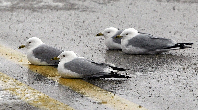 Gulls huddle on Beach Street along the Lake Michigan shoreline near Muskegon, Mich. For more than a decade, scientists have struggled to figure out whats behind a rising number of Great Lakes waterfowl deaths from Type E botulism, a neuromuscular disease caused by eating contaminated fish. 