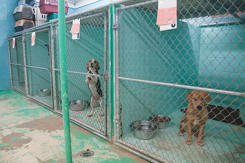 (From left to right) Sasha, a beagle, and Autumn, a labrador mix, rest inside the Fulton Animal Shelter on Friday after being outside. For Fulton mayor LeRoy Benton, building a new animal shelter is a top priority for 2014. Tina Barnes, Fulton's Animal Control supervisor, said she's very excited for a new shelter that will house up to 40 dogs and 30 cats - about triple the amount the current shelter holds. The new shelter, Barnes said, will have new pens for dogs and cats. 