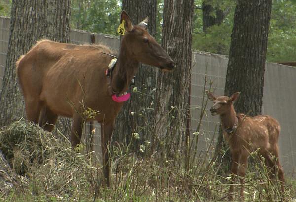 This radio-collared elk cow with her calf await release from the Peck Ranch holding pen to the elk restoration zone.