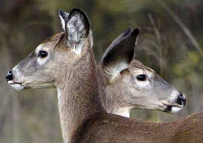 This Nov. 8, 2013 photo shows a pair of deer at Fleming Park in Blue Springs, Mo. Missouri, for years known nationally for its deer hunting, no longer is the land of plenty when it comes to whitetails. Or at least, that's what hunters are reporting. 