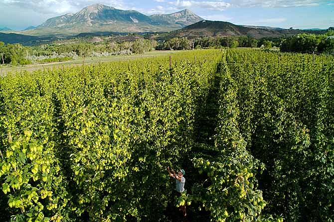 In this August, 2013 photo provided by David Warren, Warren works on High Wire Hops farm in Paonia, Colo. The farm is among 13 that have received a boost from AC Golden Brewing Co., which pays above-market rates for hops to help farmers offset their startup costs. The growth of hops farms in many states has been hampered by the cost of building trellises for the vines and equipment to pick and dry the cones. The initial investment can add up to $20,000 per acre.