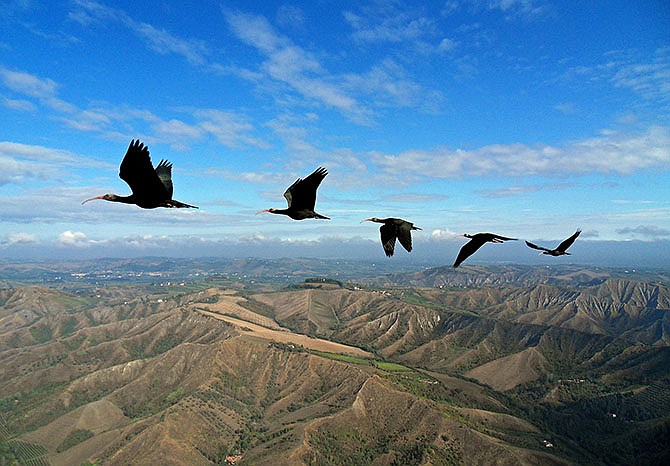 Northern bald ibises (Geronticus eremita) fly in formation. A new study released Wednesday says the birds choreograph the flapping of their wings, getting a boost from an updraft of air in the wake of the flapping wings by flying behind the first bird and off to the side. When a flock of birds take advantage of these aerodynamics, they form a V.