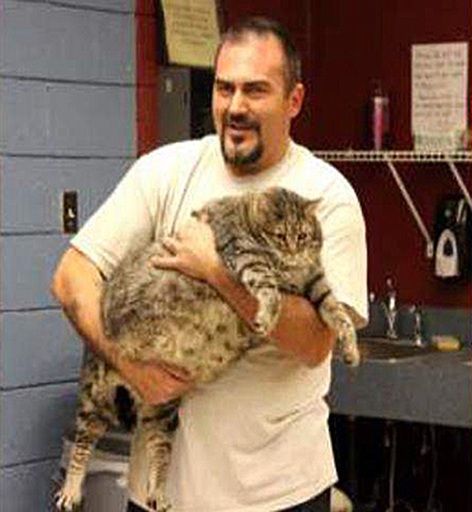A shelter worker in Phoenix holds "Meatball," a 36-pound cat that is temporarily staying in an office at the shelter because he's too large to fit into a standard kennel. 