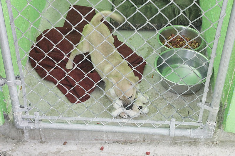 With winter weather forcing all the animals indoors, space at Fulton's Garrett Animal Shelter is getting tight - this terrier mix puppy is currently living in the cat room due to lack of space in the dog room. For information on adopting an animal from Garrett, call (573) 642-7443 or email smokey4445@sbcglobal.net. Garrett Animal Shelter is located at 611 E. Eighth St.