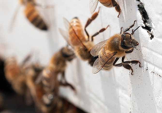 In this May 22, 2013 photo provided by the U.S. Department of Agriculture, honeybees with "saddlebags" of pollen attached to their hind legs return to an apiary in Washington, D.C. 