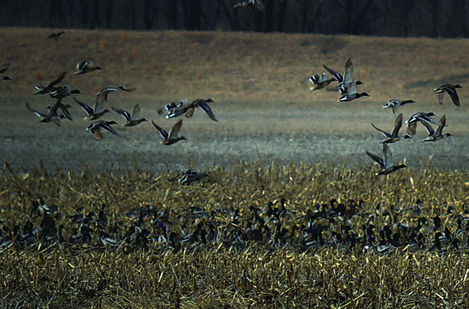 Taking pictures of mallards is almost as fun as landing them in a decoy spread.