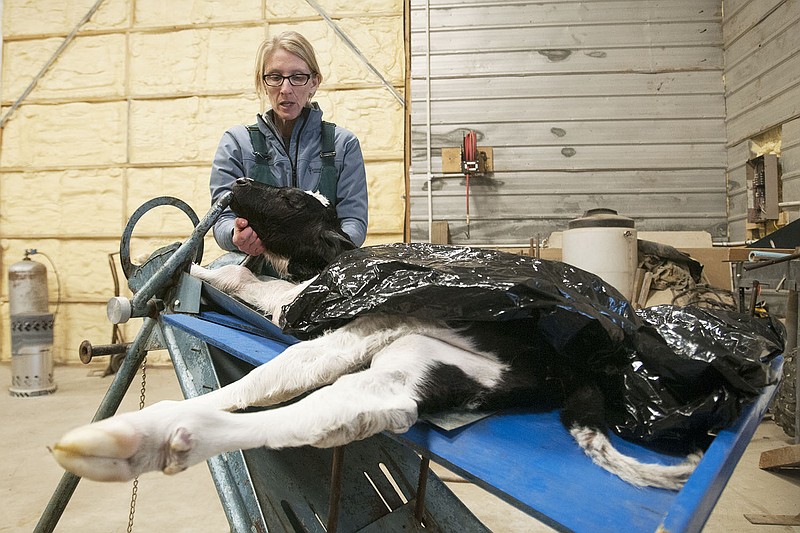 Dr. Dawna Voelkl, assistant professor with the University of Missouri's College of Veterinary Medicine, demonstrates calving techniques Saturday during the university's Beef Reproduction Field Day 2014 at Linnenbringer Farms.