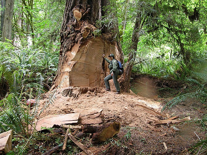 Wildlife biologist Terry Hines stands next to a massive scar on an old growth redwood tree in the Redwood National and State Parks near Klamath, Calif., where poachers have cut off a burl to sell for decorative wood.