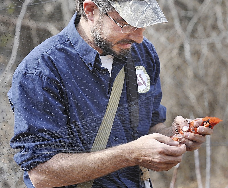 Ethan Duke of Missouri River Bird Observatory (MRBO) retrieves the northern cardinal from the net used to capture it. Duke and MRBO co-founder, Dana Ripper, were at Birds-I-View last week for a bird banding session. They place a band on the bird's leg and gather information about it before setting it free in hopes of being able to track their travels.