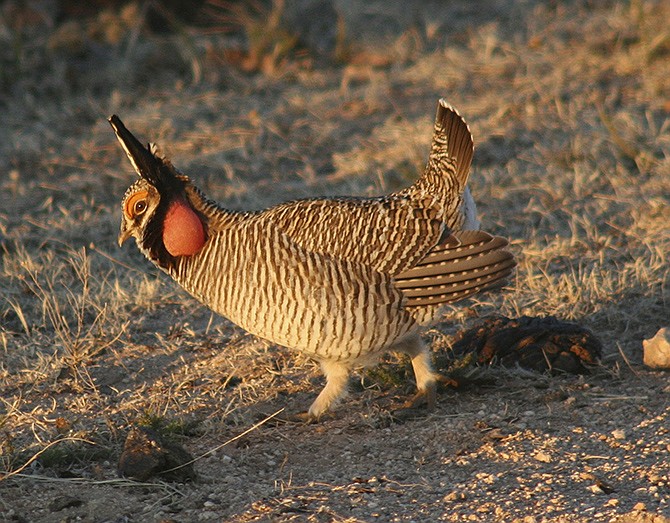 The Obama administration is placing the lesser prairie chicken on a list of threatened species, a move that could affect oil and gas drilling, wind farms and other activities in five central and southwestern states.