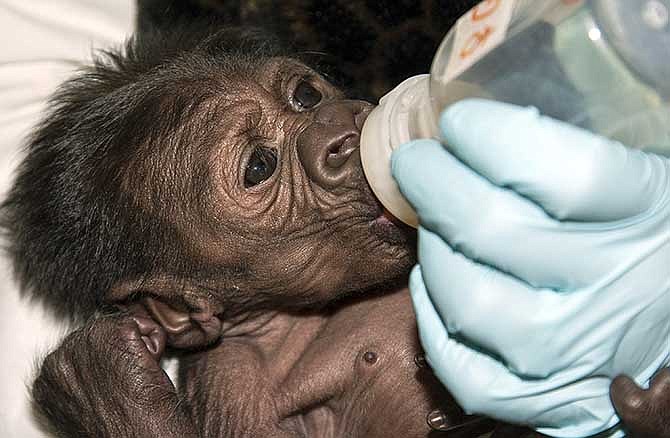 Under an ordinance being considered by the Jefferson City Council, it would be illegal for private citizens to own exotic animals as pets like this baby gorilla, a resident of the San Diego Zoo Safari Park in California.