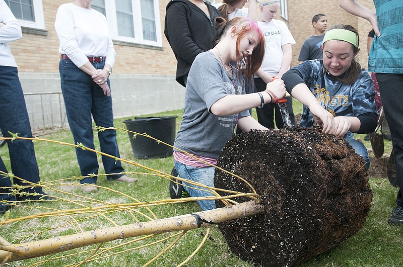 Fulton Middle School students Ashley Baxter and Stephanie Gilbert cut and separate the roots of a young Willow Prairie Cascade tree Thursday after the Fulton Garden Club donated the tree in honor of Arbor Day. 